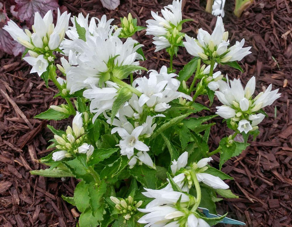 Photo of the bloom of Clustered Bellflower (Campanula glomerata Genti