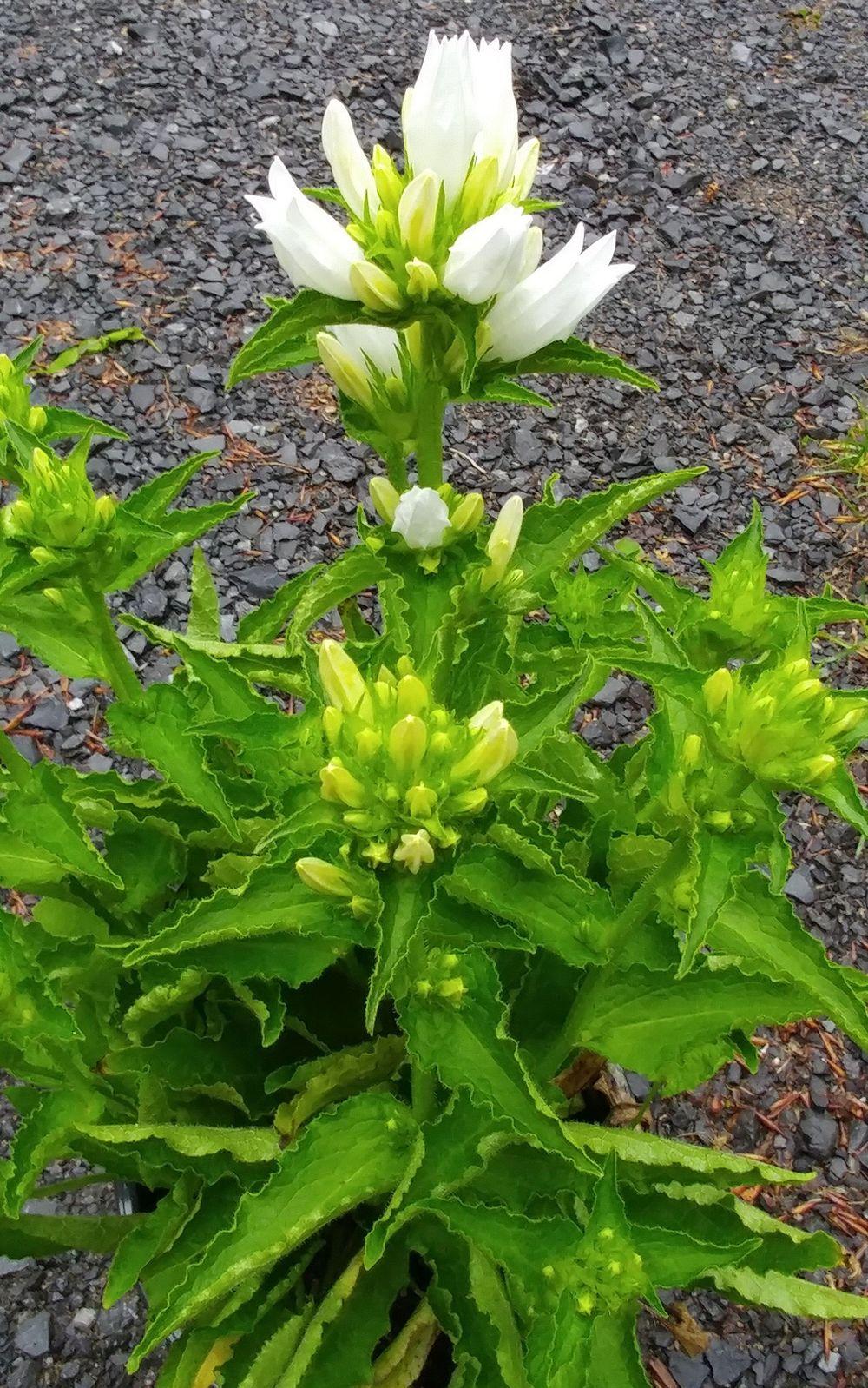 Photo of the entire plant of Clustered Bellflower (Campanula glomerata