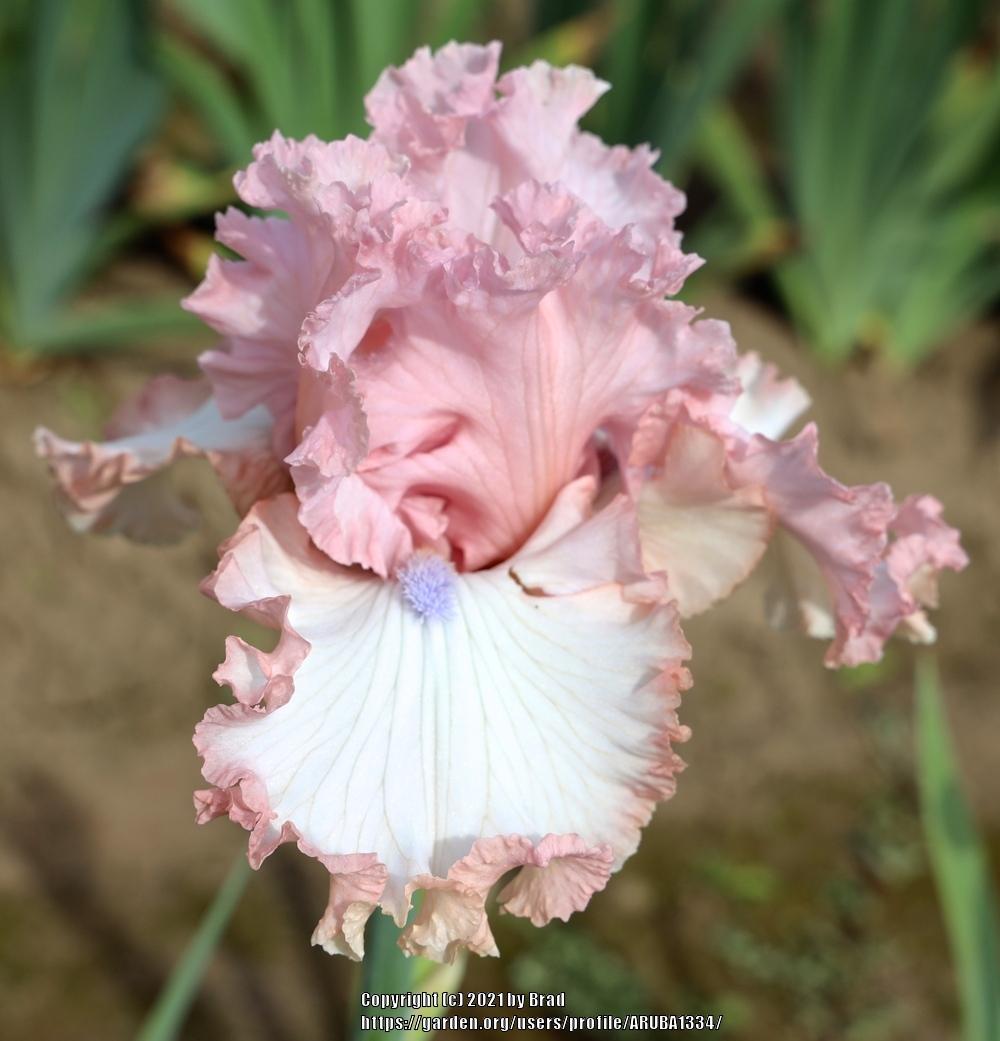 Tall Bearded Iris (Iris 'Eyes of an Angel') in the Irises Database