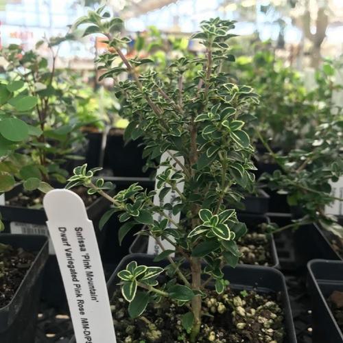 Pink Snow Rose (Buchozia japonica 'Pink Mountain')