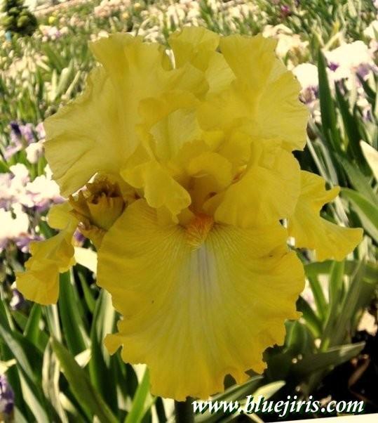 Photo of the bloom of Tall Bearded Iris (Iris 'Trumpet Call') posted by
