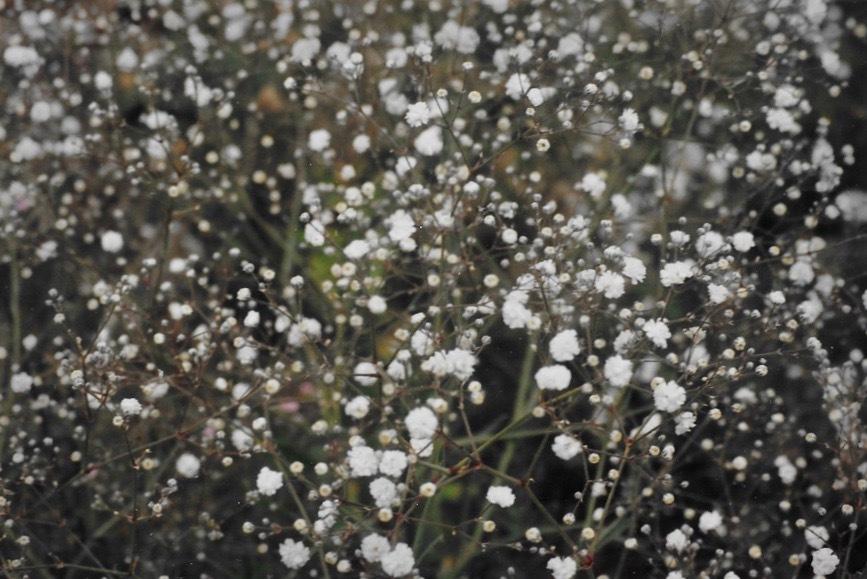 Baby's Breath (Gypsophila paniculata 'Double Snowflake')