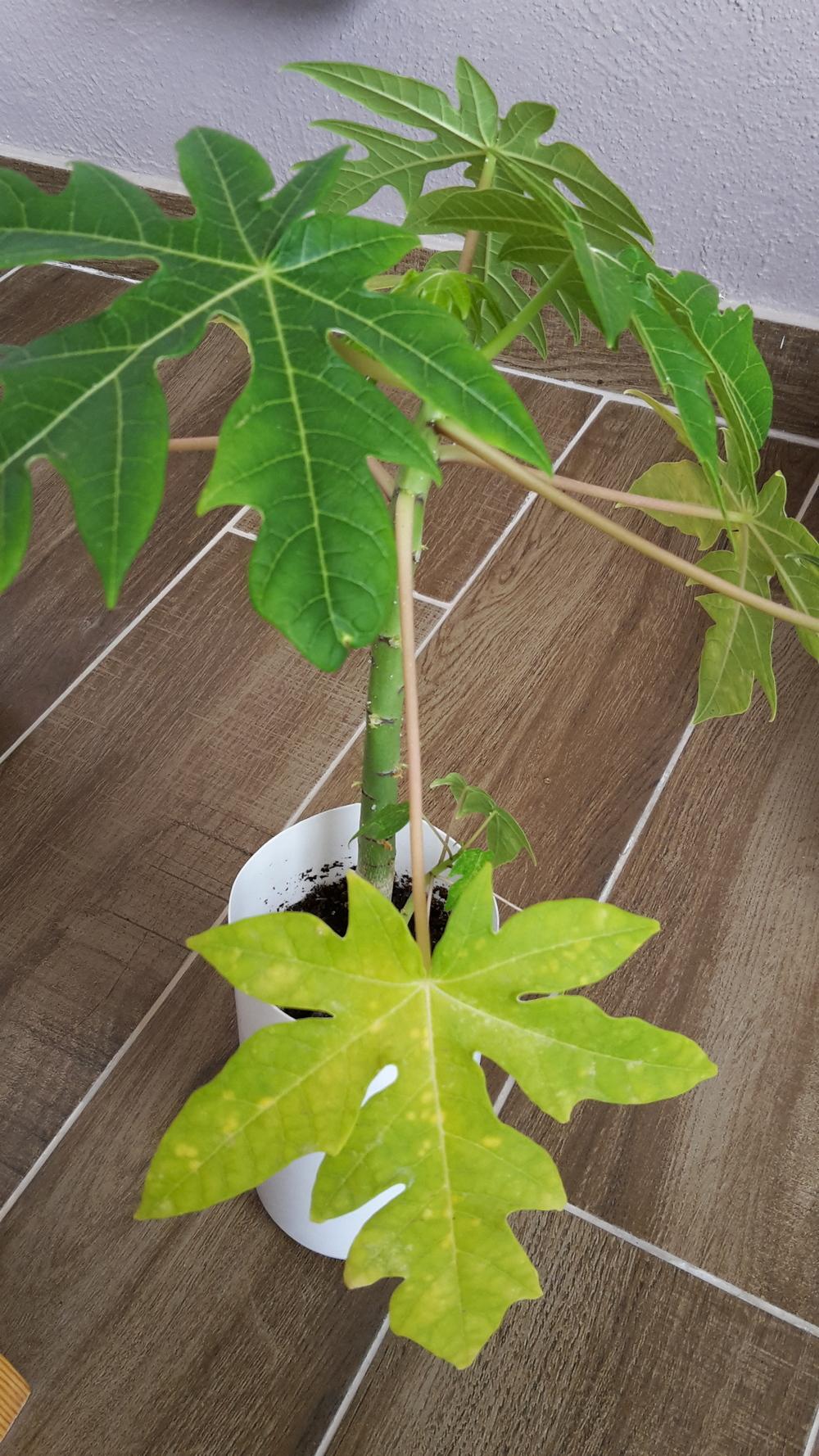 papaya leaves turning yellow in the Ask a Question forum