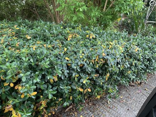 outdoor ficus leaves turning yellow