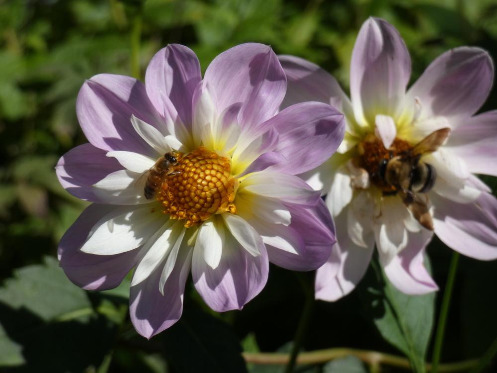 Dahlia ‘Teesbrooke Audrey’ in the Dahlias Database - Garden.org