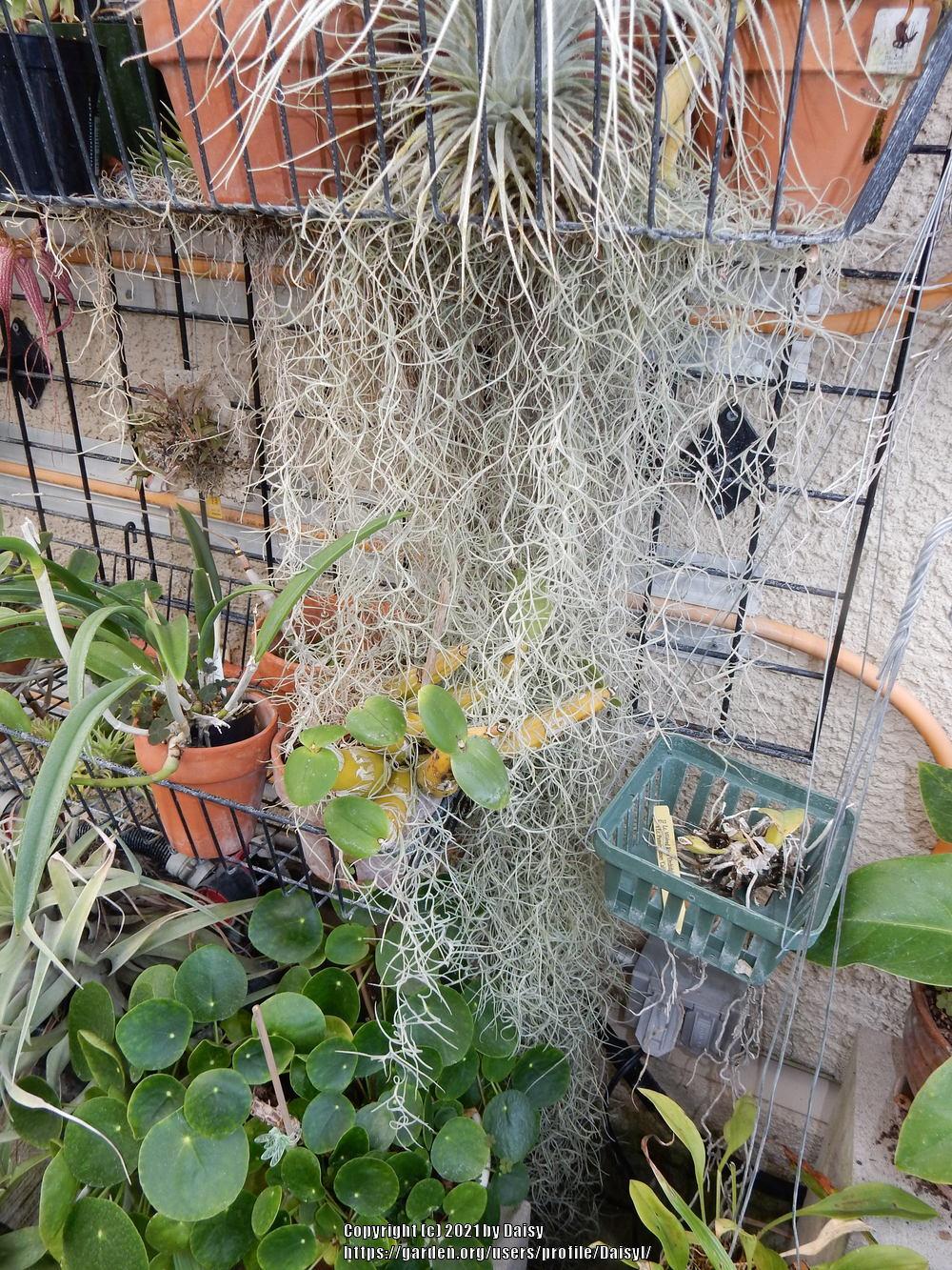 Spanish moss as a houseplant? in the Houseplants forum