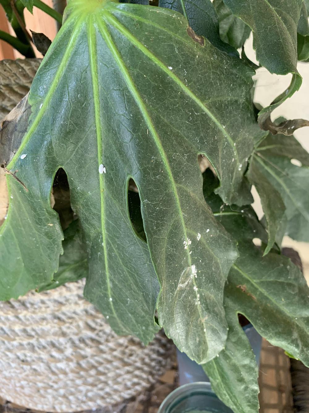 Fatsia japonica drooping in the Houseplants forum