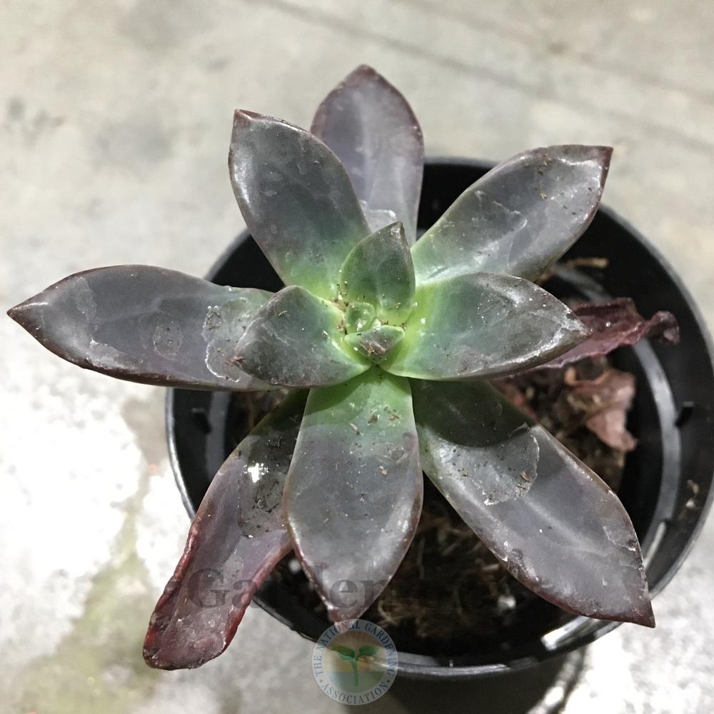 Photo of the seedling or young plant of Echeveria 'Licorice' posted by