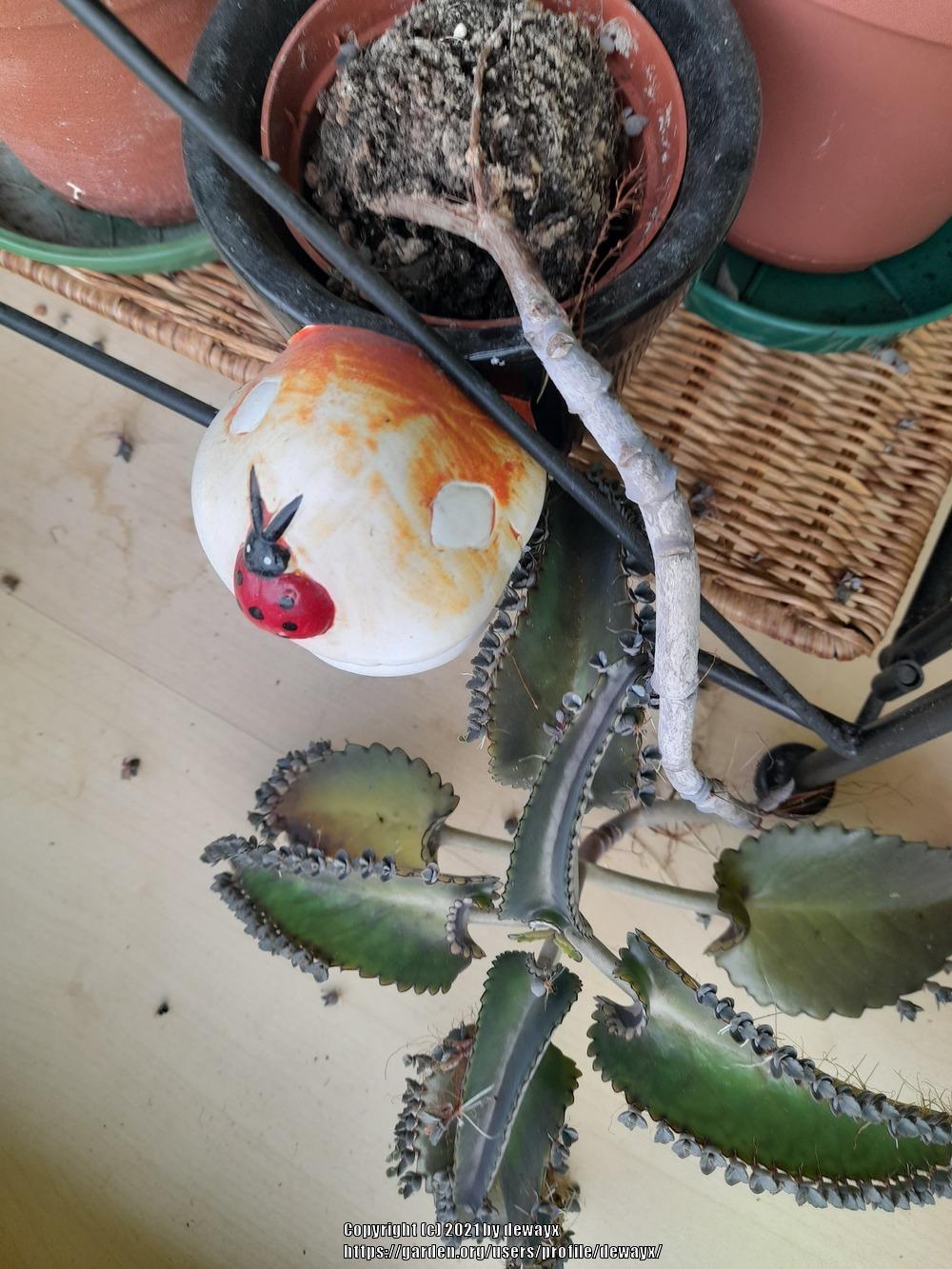 Kalanchoe Bonsai in the Cactus and Succulents forum
