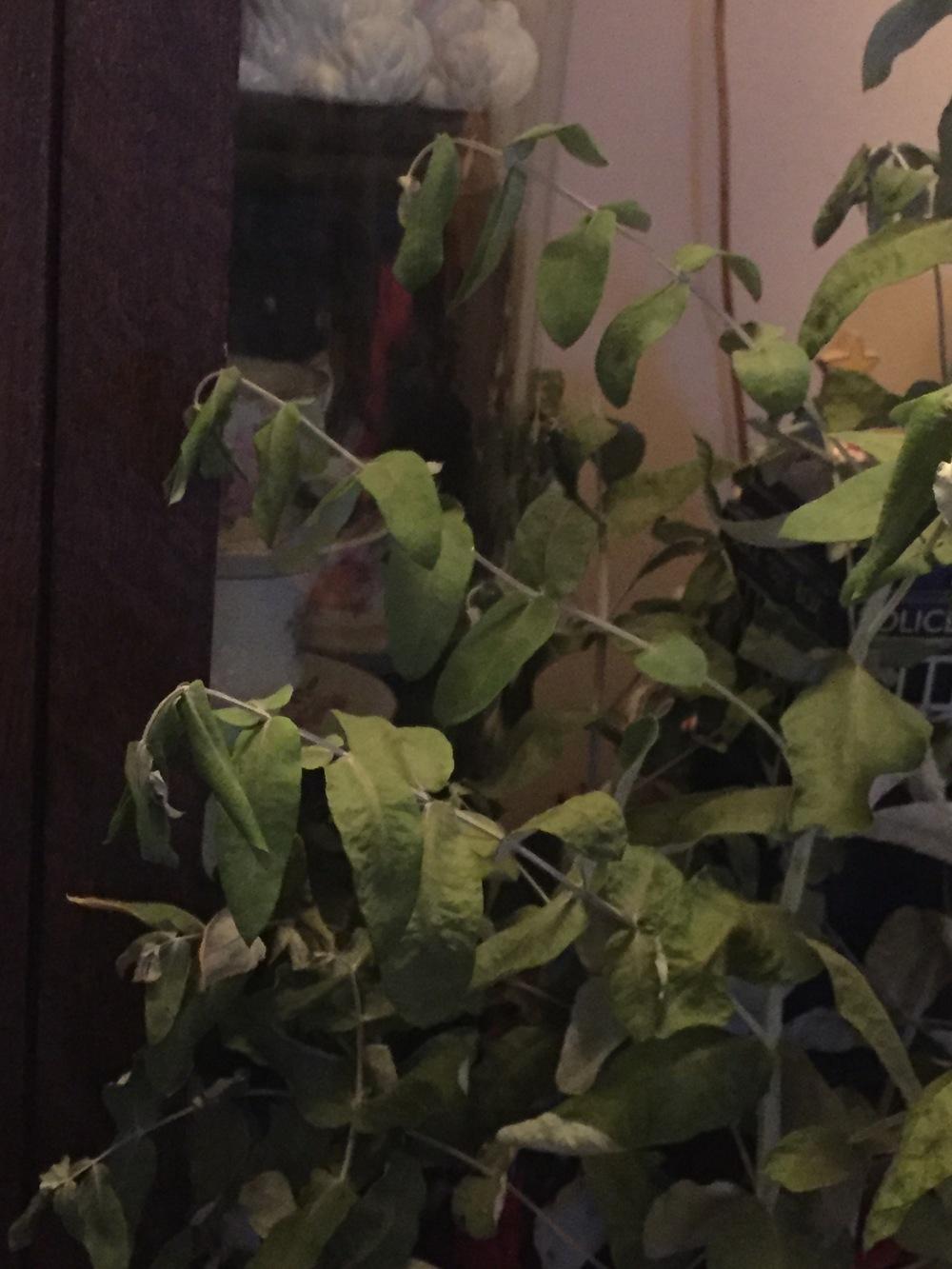 My eucalyptus is dying in its pot in the Containers forum