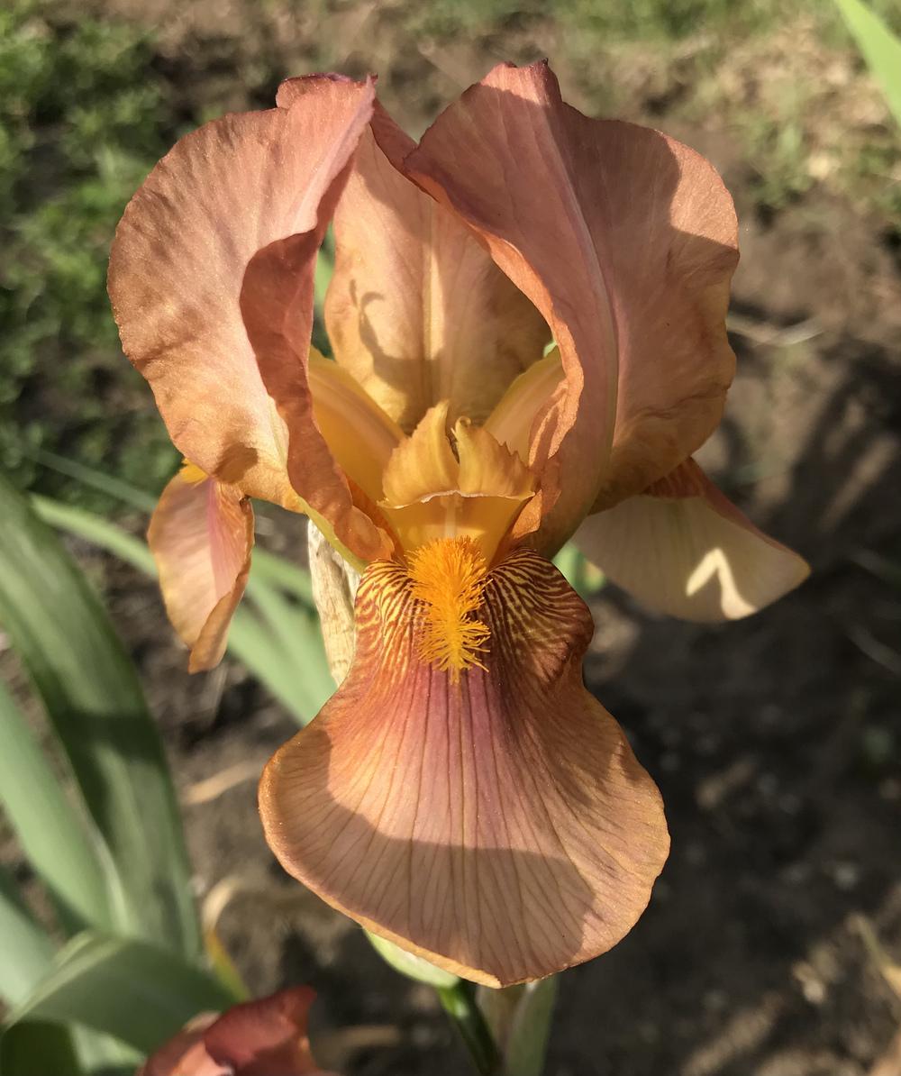 Photo of the bloom of Tall Bearded Iris (Iris 'Prairie Sunset') posted