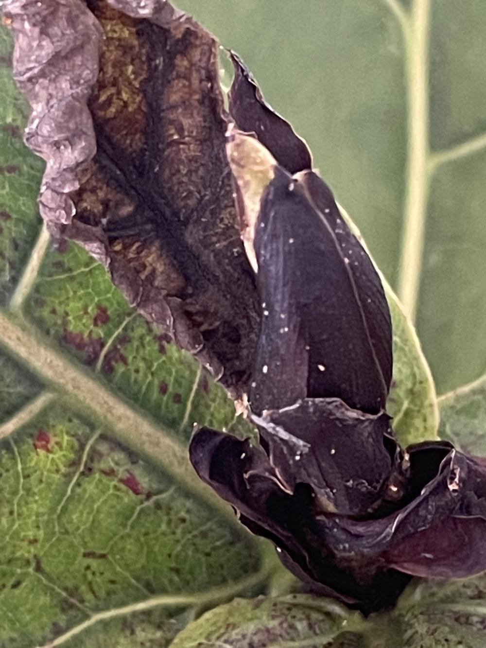 Please help with identifying pest and how to eradicate in the Pests and