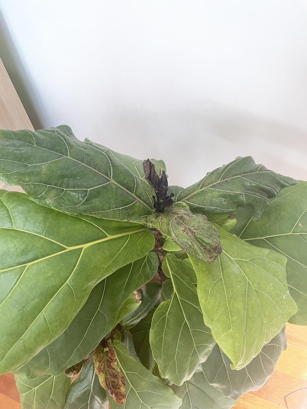 Please help with identifying pest and how to eradicate in the Pests and