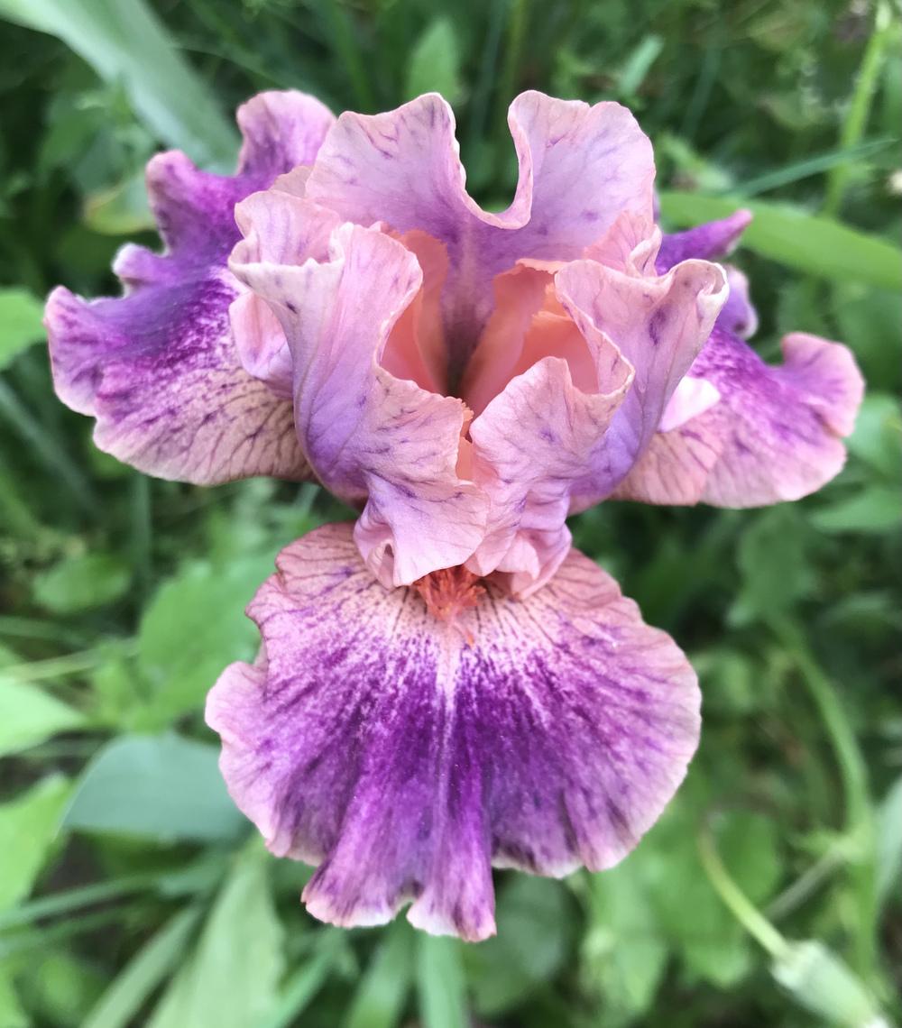 Photo of the bloom of Intermediate Bearded Iris (Iris 'Body Painting
