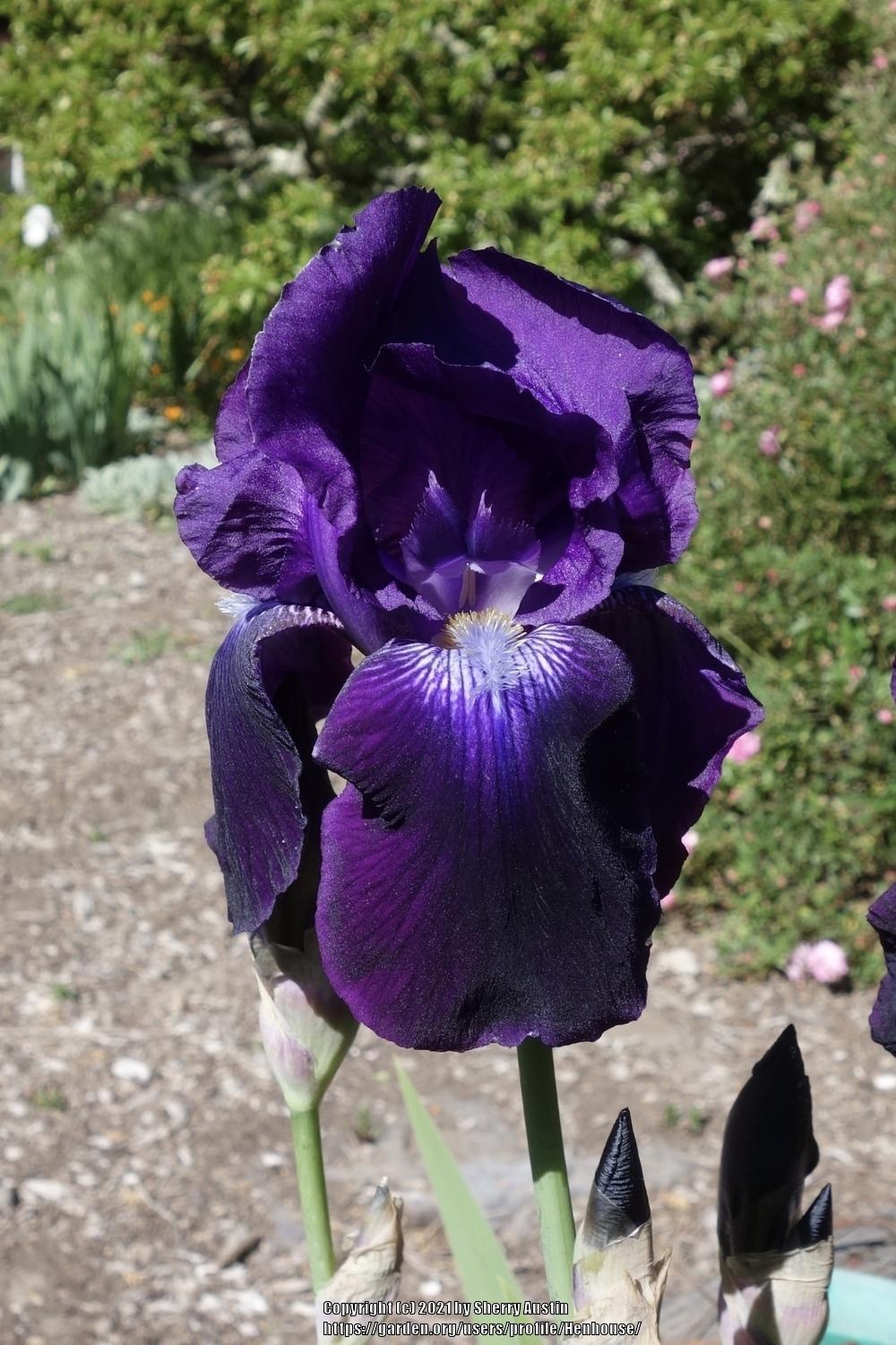 Tall Bearded Iris (Iris 'Sable') in the Irises Database