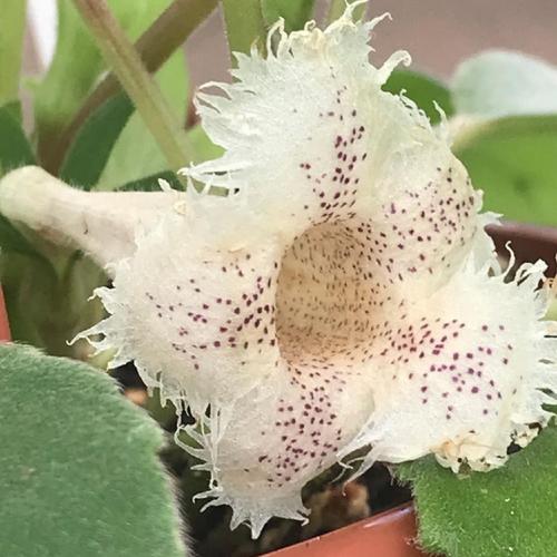 Lace Flower (Alsobia