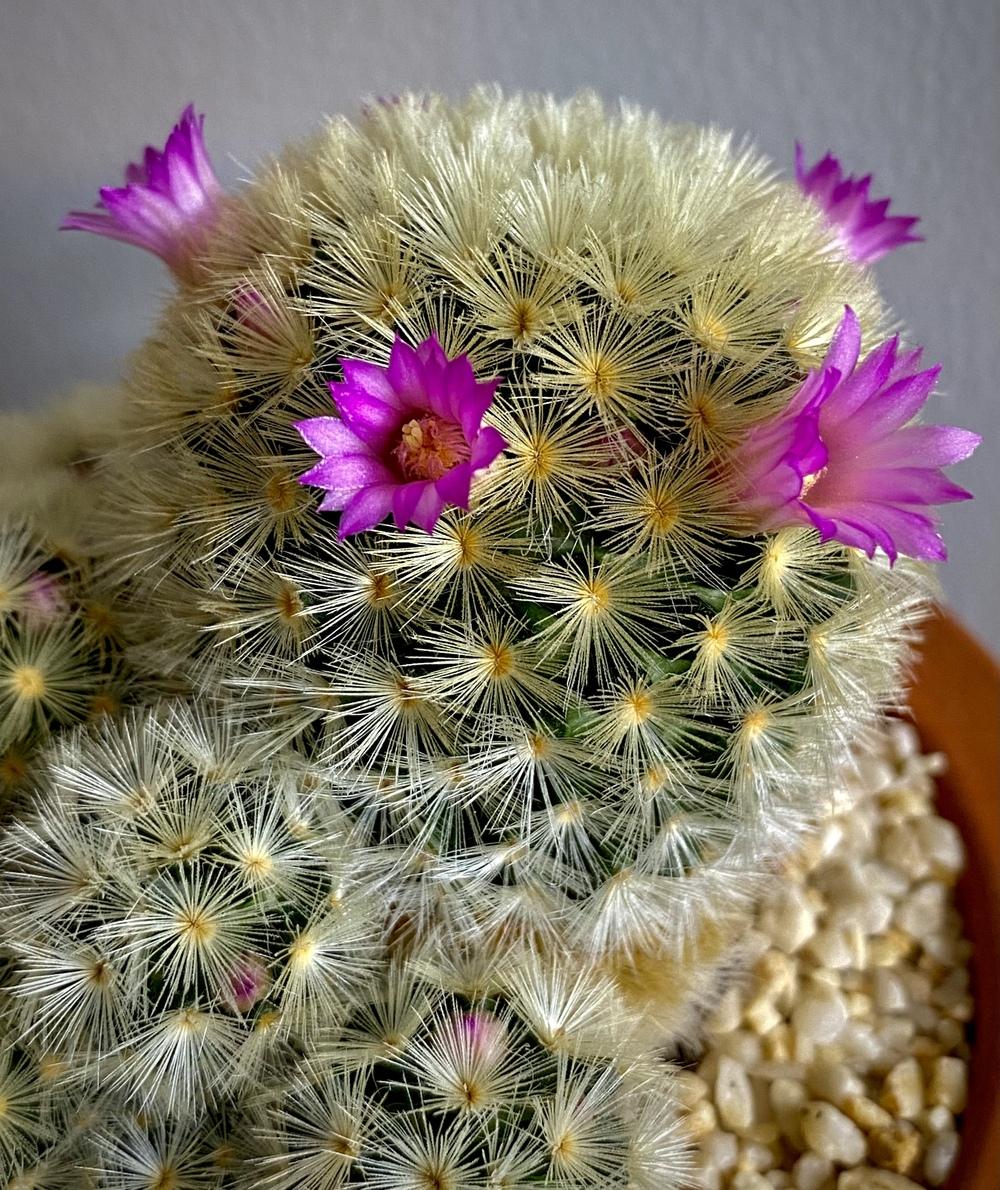 Photo of the bloom of Isla Carmen Pincushion Cactus (Mammillaria