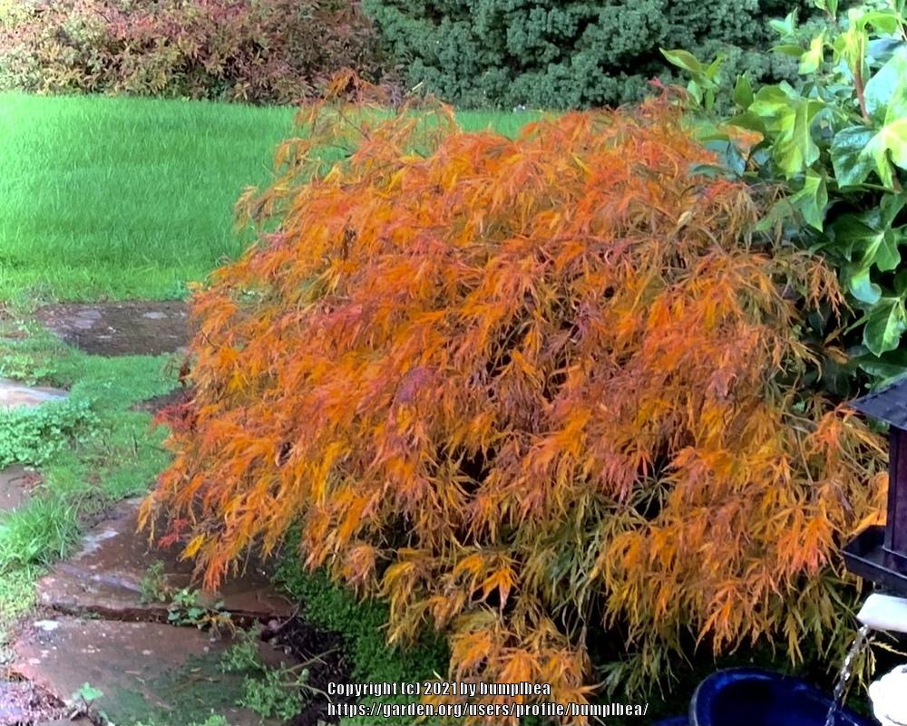 Cutleaf Japanese Maple (Acer palmatum 'Viridis')
