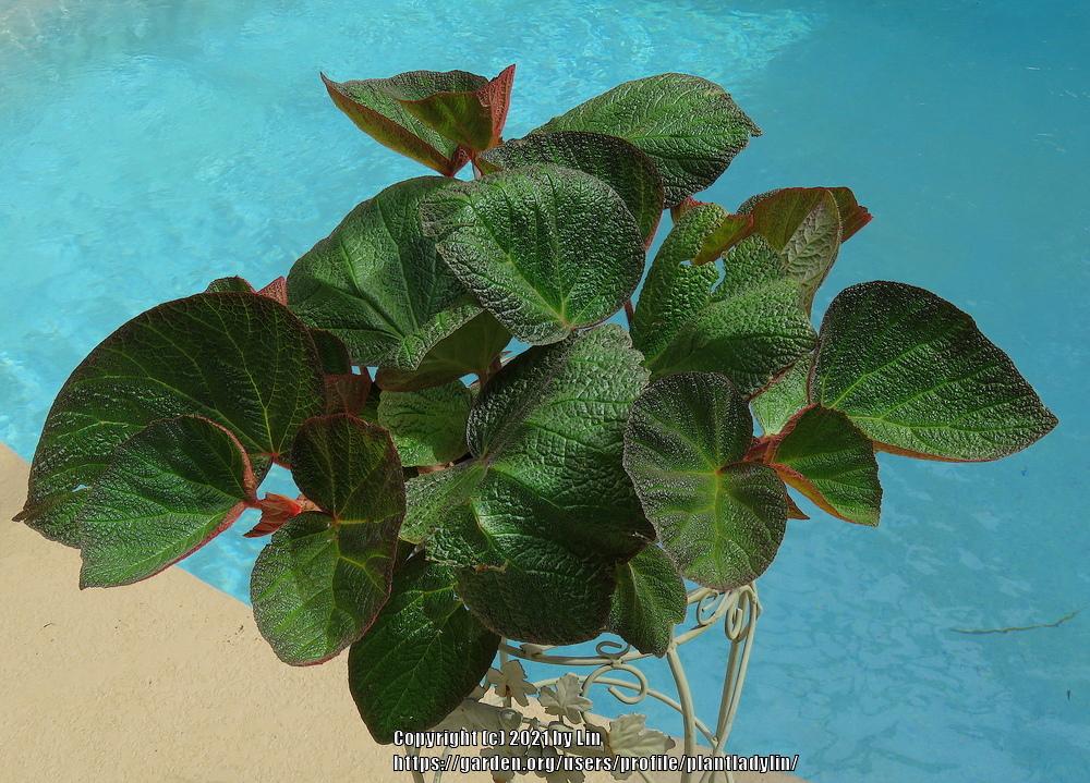 Photo of the entire plant of Begonia 'Morocco' posted by plantladylin