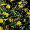Inula ensifolia showing the formation of seedbeds Inula ensifolia showing the formation of seedbeds