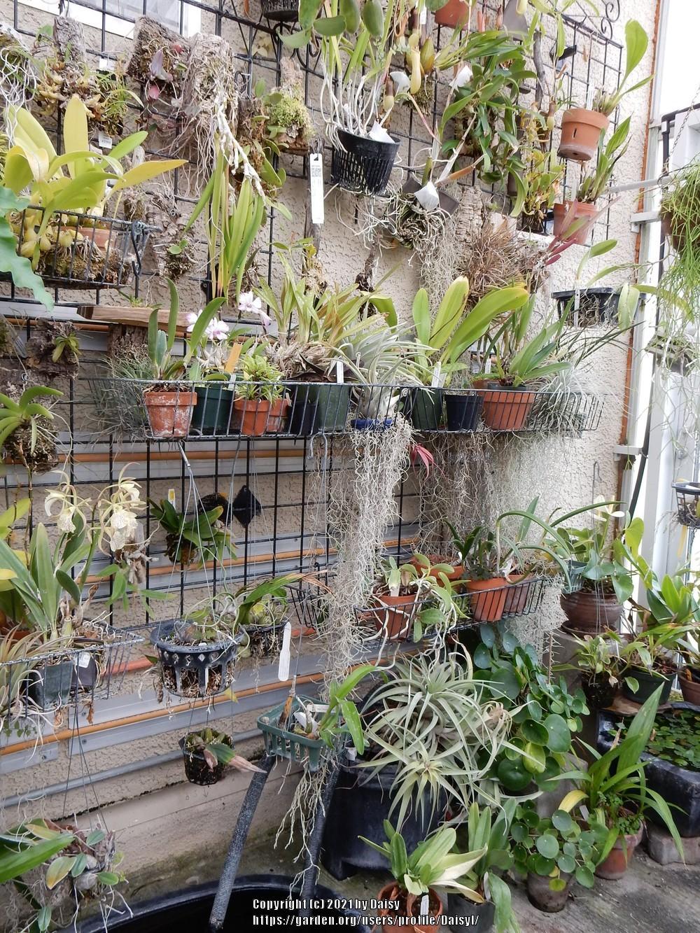 Spanish moss as a houseplant? in the Houseplants forum