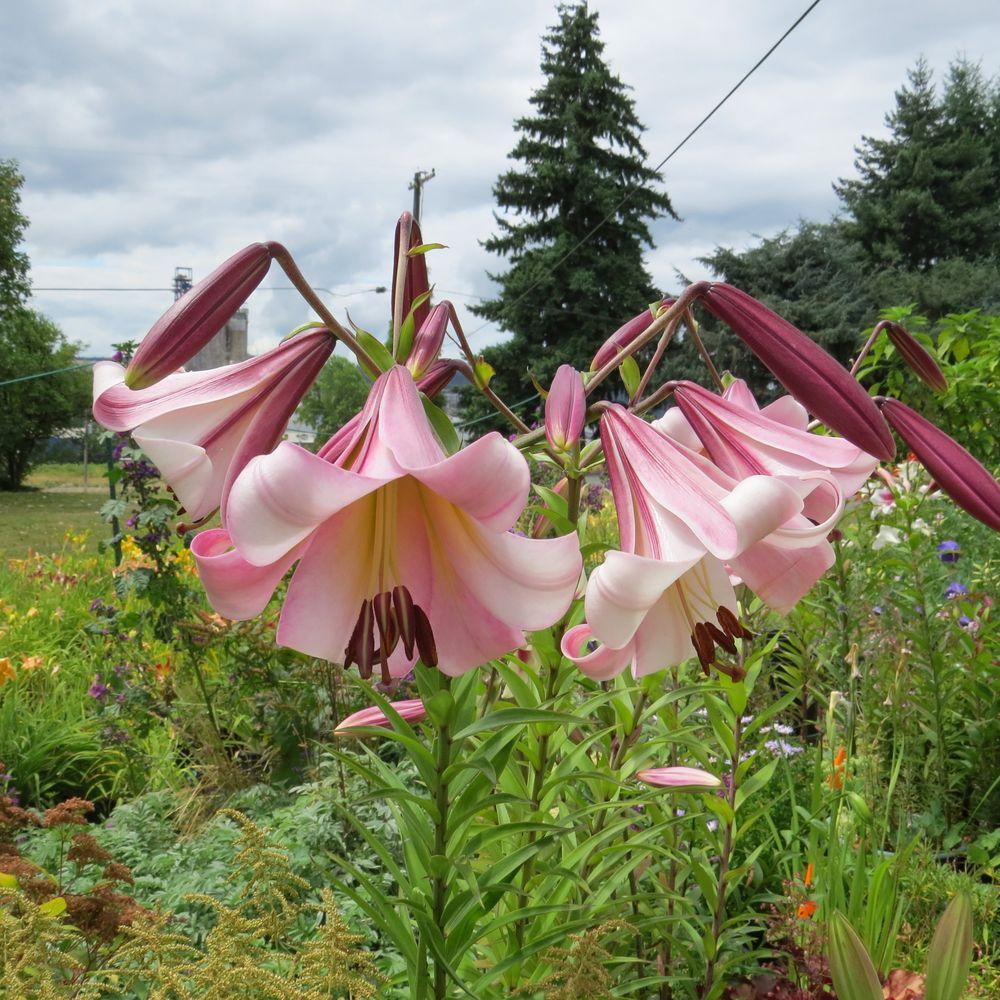 Photo of the entire plant of Lily (Lilium 'Eastern Moon') posted by Joy