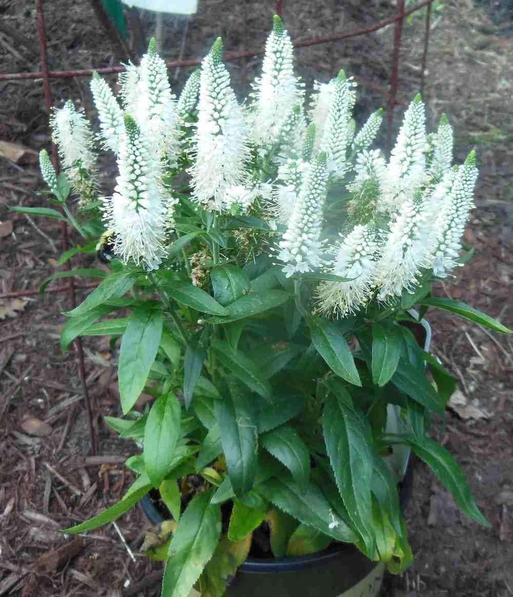 Photo of the entire plant of Speedwell (Veronica longifolia Vernique™ White) posted by adknative