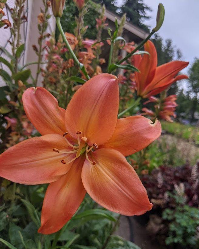 Photo of the bloom of Lily (Lilium 'Mandarin Star') posted by Joy