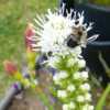 - #Pollination - A good harvester at work.