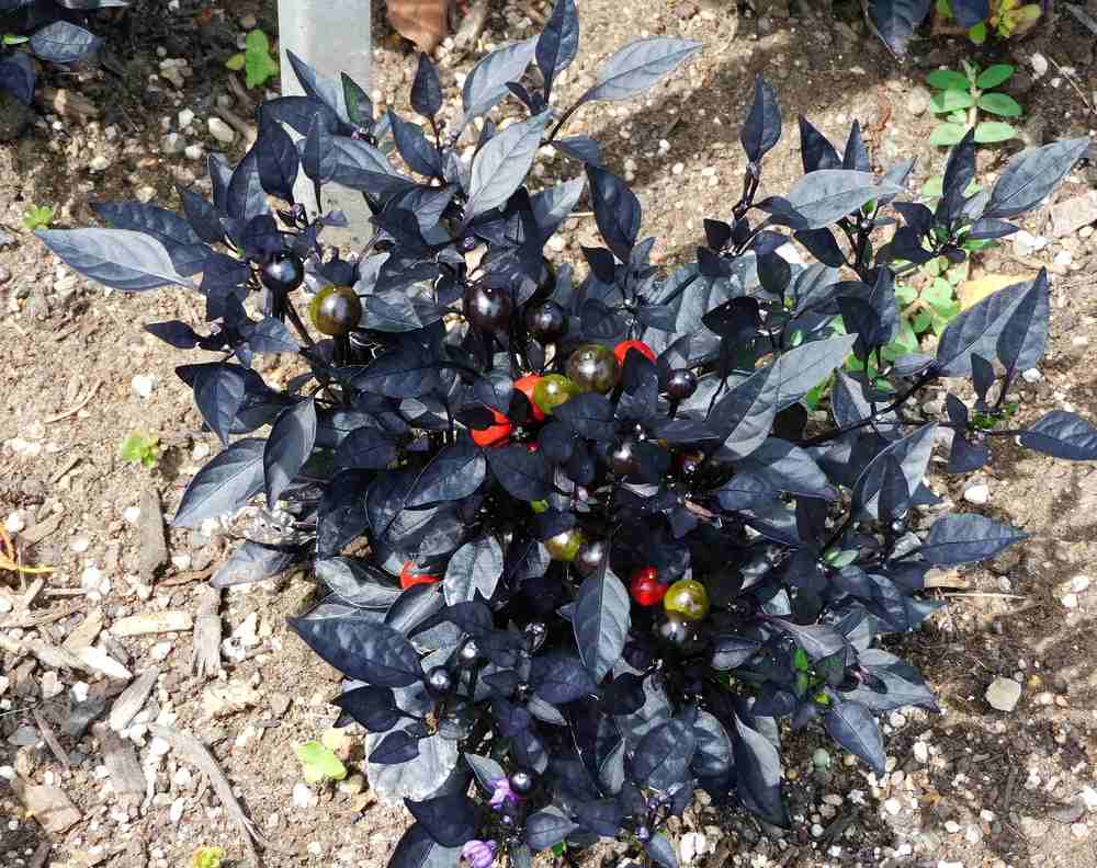 Photo of the entire plant of Ornamental Pepper (Capsicum annuum 'Onyx
