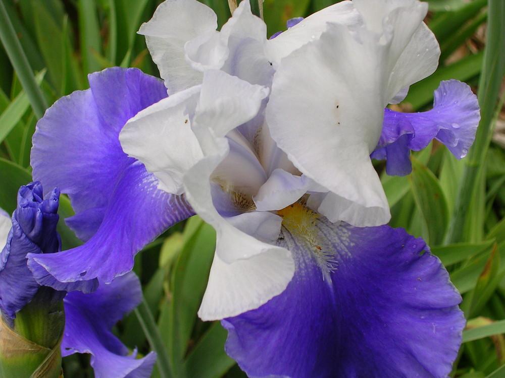 Photo of the bloom of Tall Bearded Iris (Iris 'Ride the Wind') posted by adknative