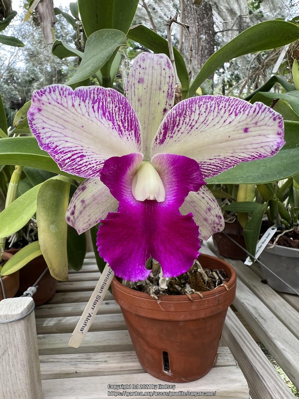 Orchid (Cattleya Christian Starr 'Aloha') - Garden.org
