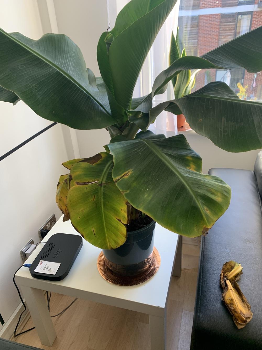 My banana plant leaves are dying. in the Ask a Question forum