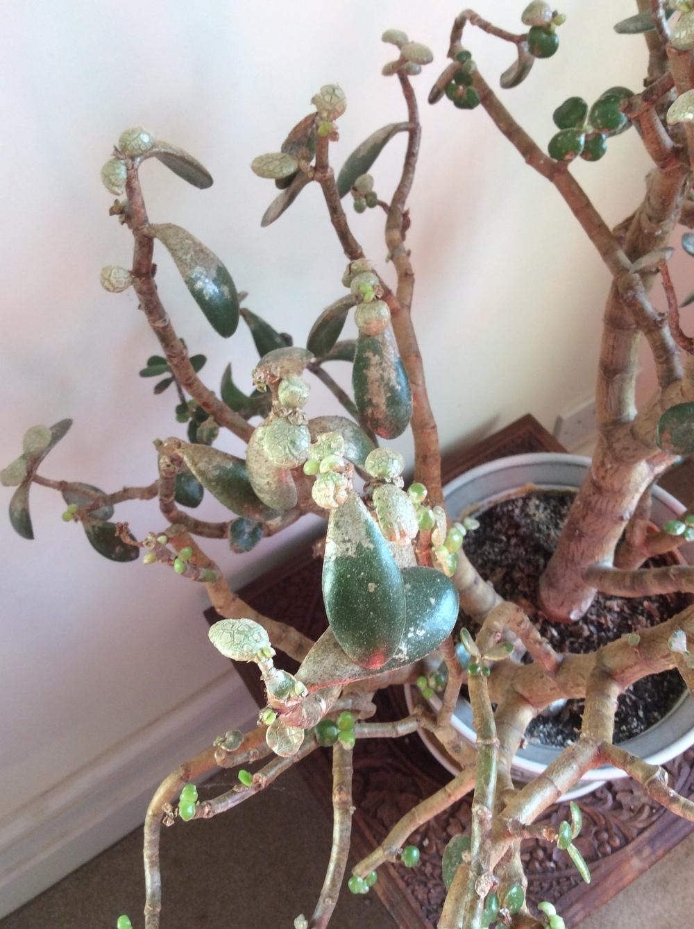 Dying jades? in the Houseplants forum