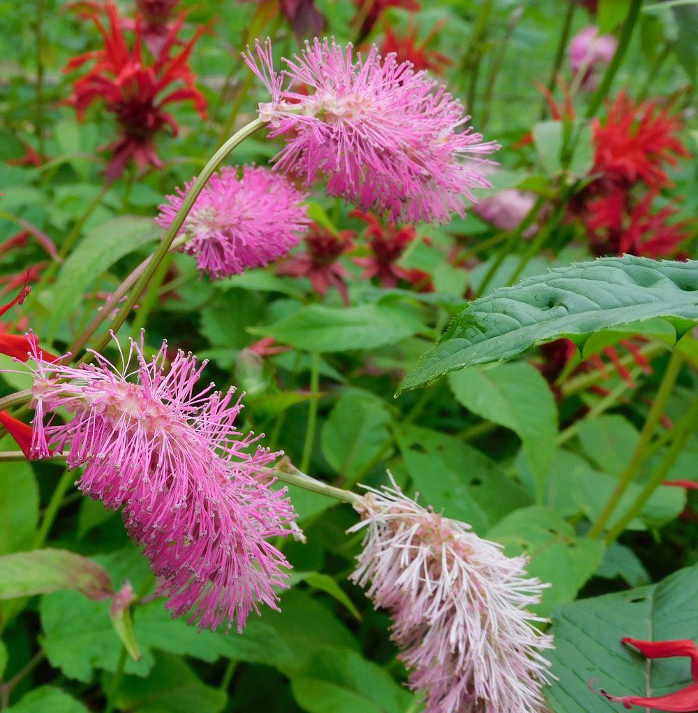 Photo of the bloom of Japanese Bottlebrush (Poterium obtusum) posted by