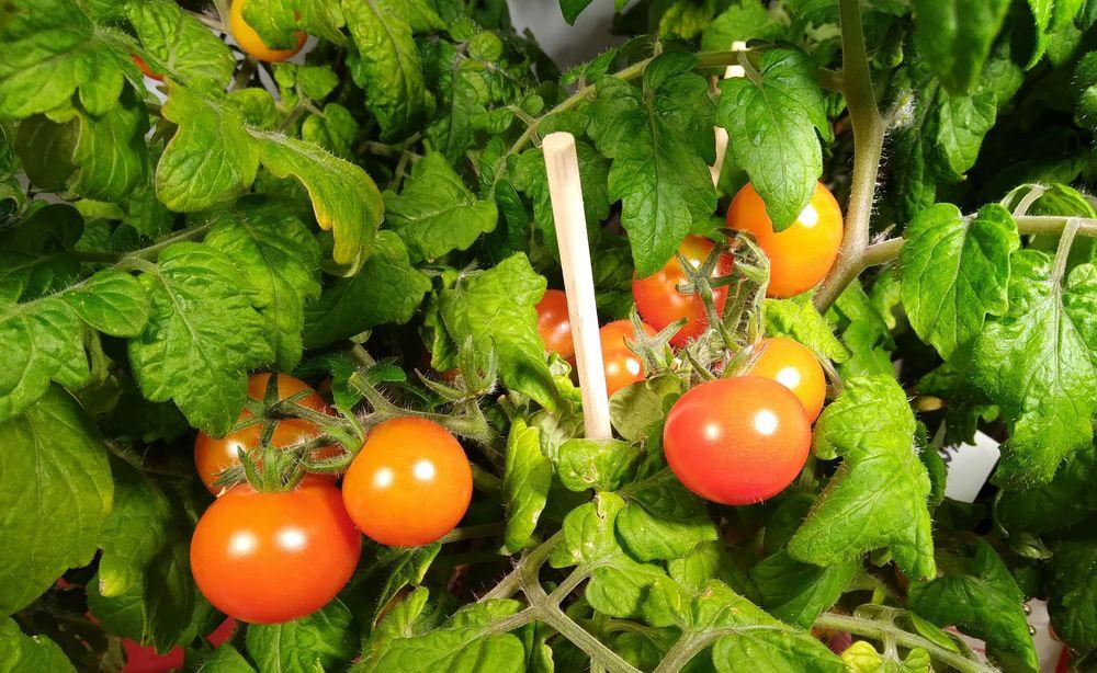 Tomato (Solanum lycopersicum 'Birdie Rouge') in the Tomatoes Database