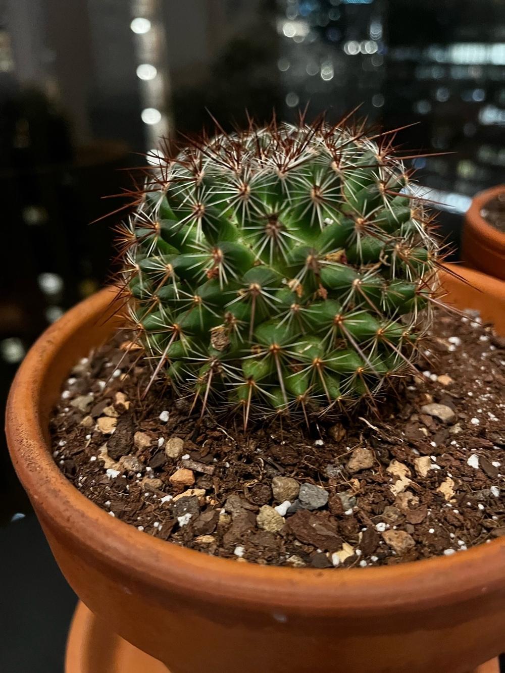 Wilting Cactus in the Cactus and Succulents forum