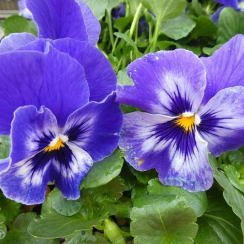 Pansy (Viola x wittrockiana Delta™ Premium Marina) in the Violas