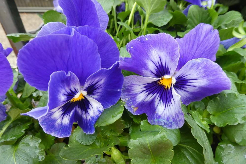 Photo of the bloom of Pansy (Viola x wittrockiana Delta™ Premium Marina