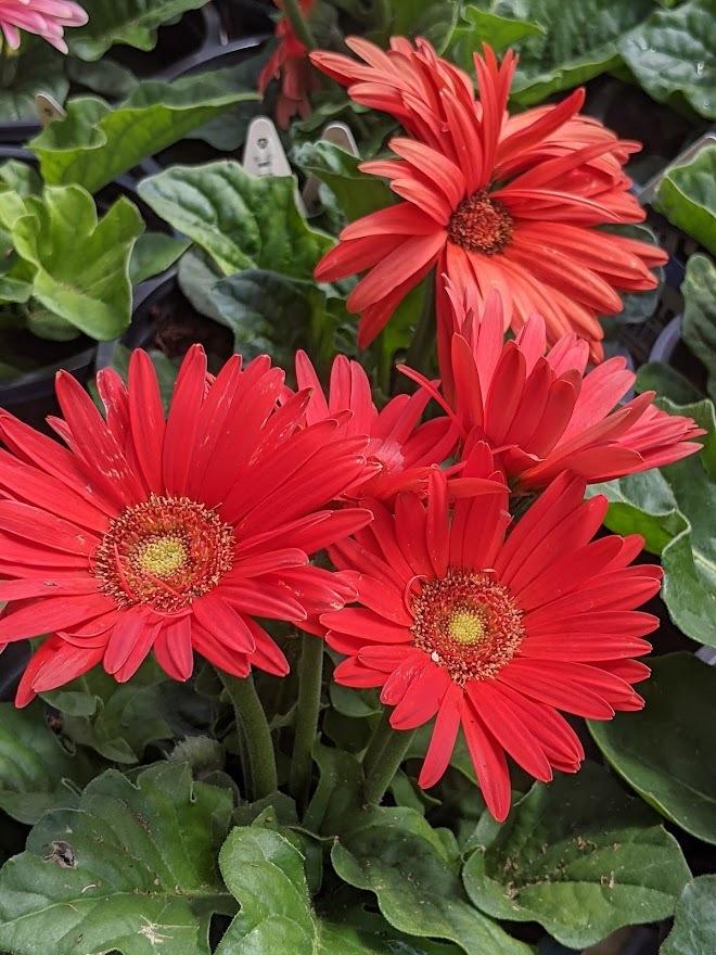 Photo of the bloom of Transvaal Daisy (Gerbera jamesonii Mega