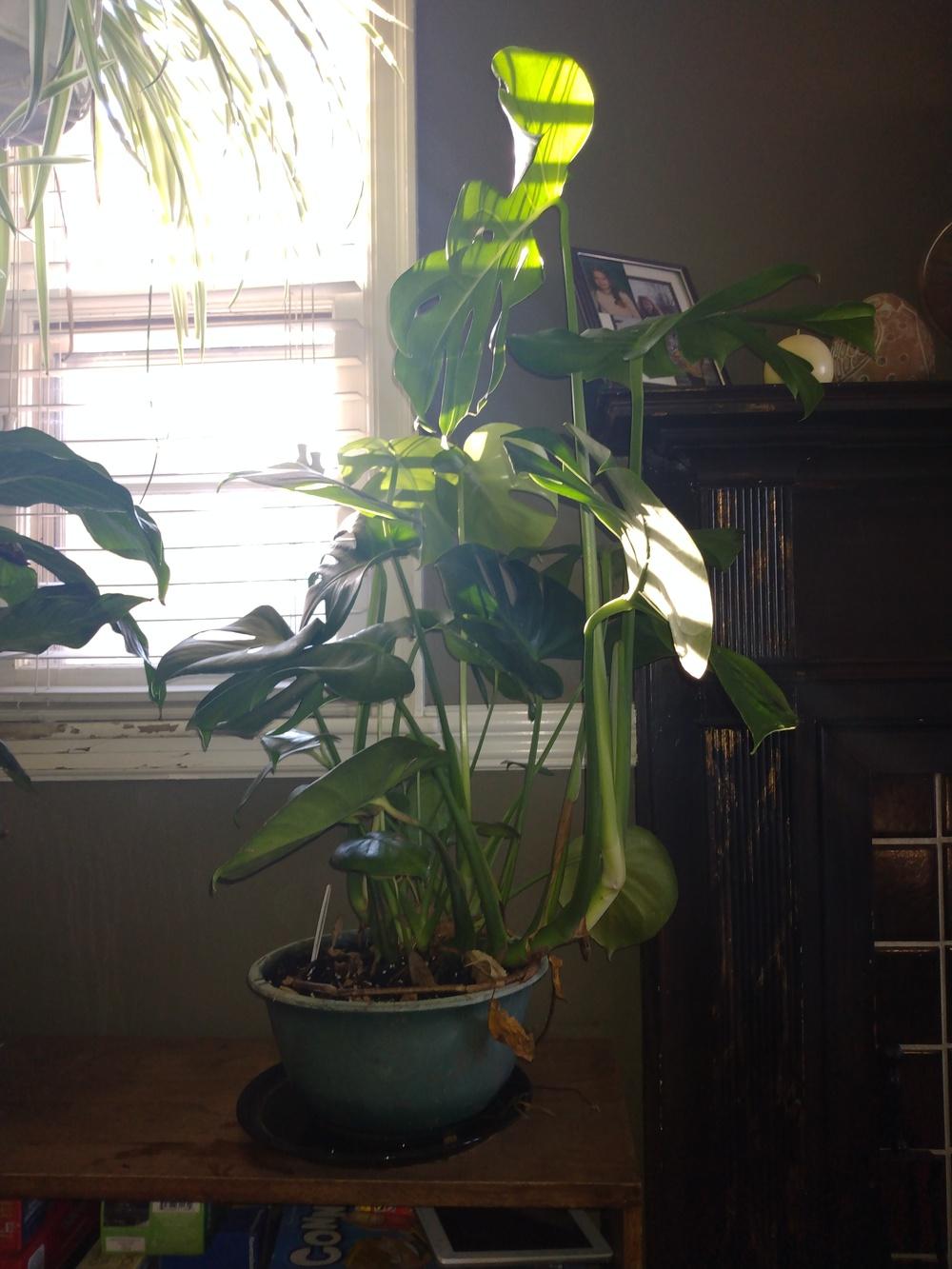 Houseplants forum→Repotting Overgrown swiss cheese plant.