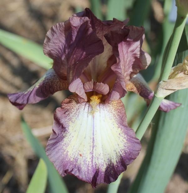 Tall Bearded Iris (Iris 'Blueberry Trim') in the Irises Database
