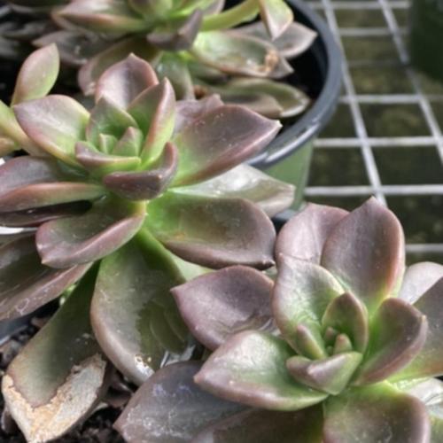 Echeveria 'Licorice' in the Echeverias Database