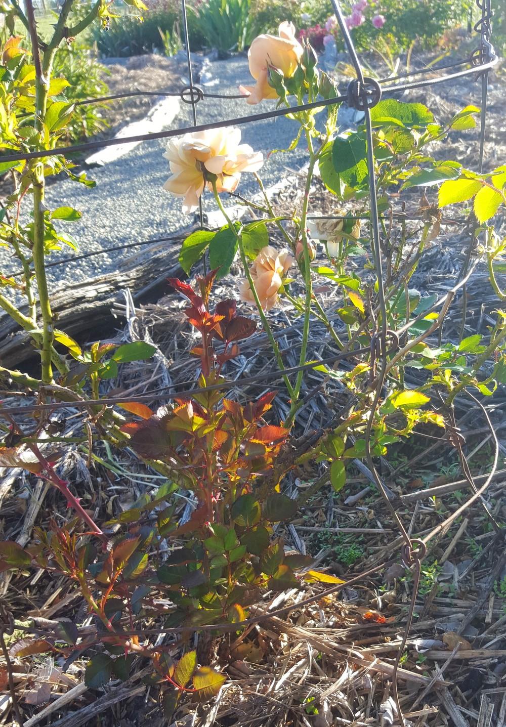 Help! Rootstock Taking Over! in the Roses forum