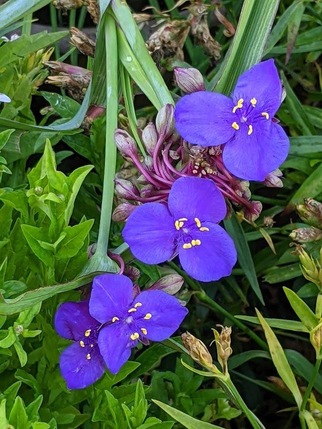 Spiderwort (Tradescantia 'Concord Grape') in the Tradescantias Database