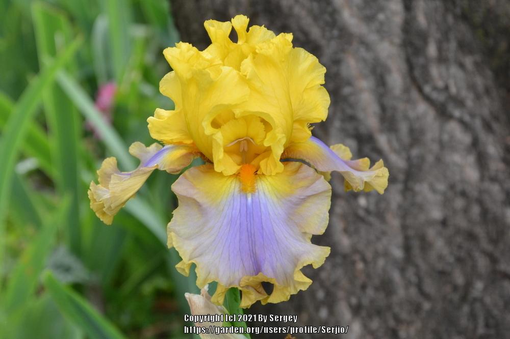 Photo of the bloom of Tall Bearded Iris (Iris 'Catwalk Queen') posted