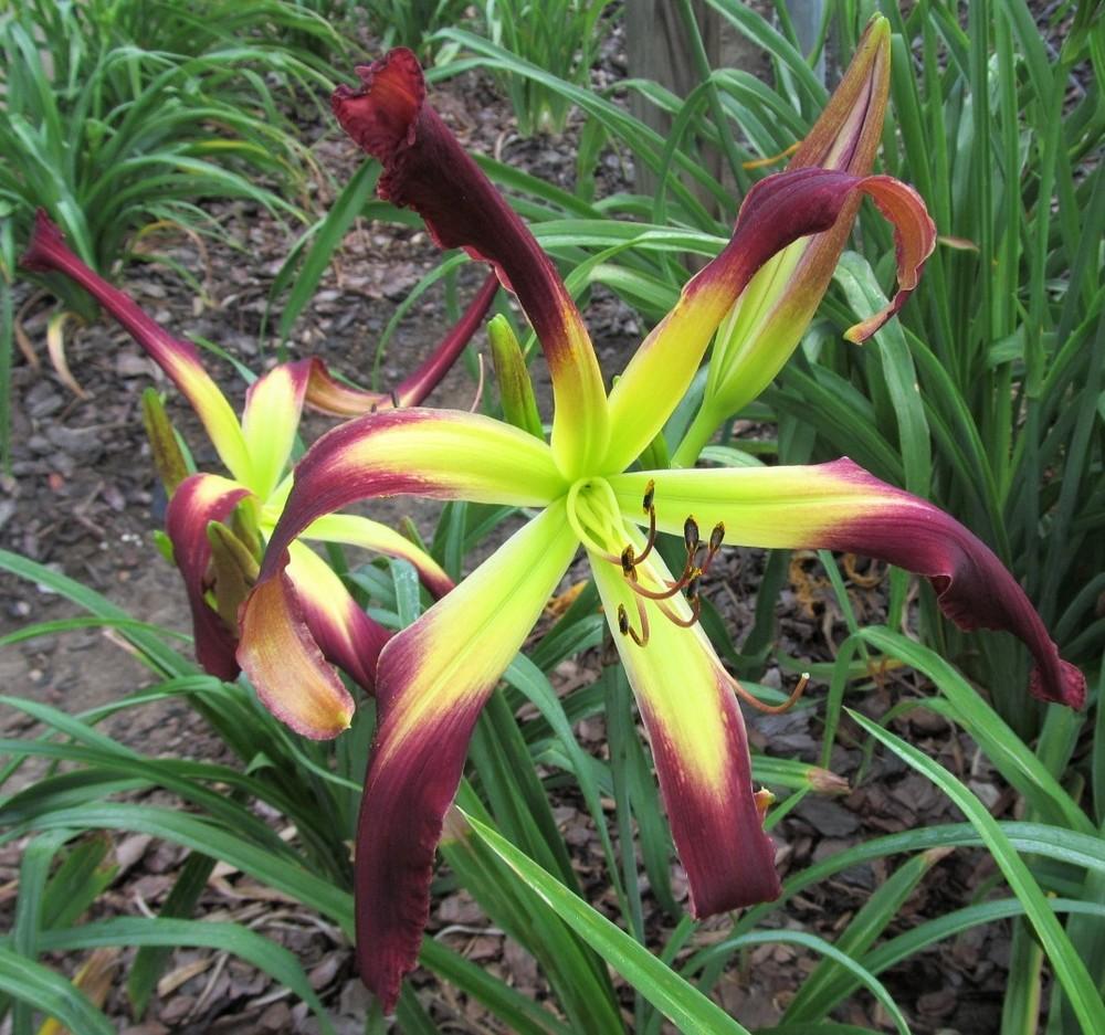 Photo of the bloom of Daylily (Hemerocallis 'Royal Ribbons') posted by