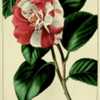 illustration by P. Bessa from 'Herbier G&eacute;n&eacute;ral de l'Amateur', 1