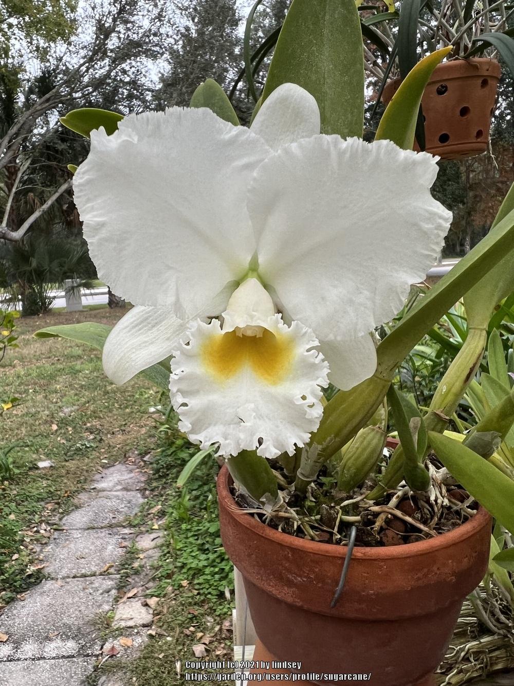 洋蘭 C.Earl 'Imperialis'FCC/AOS