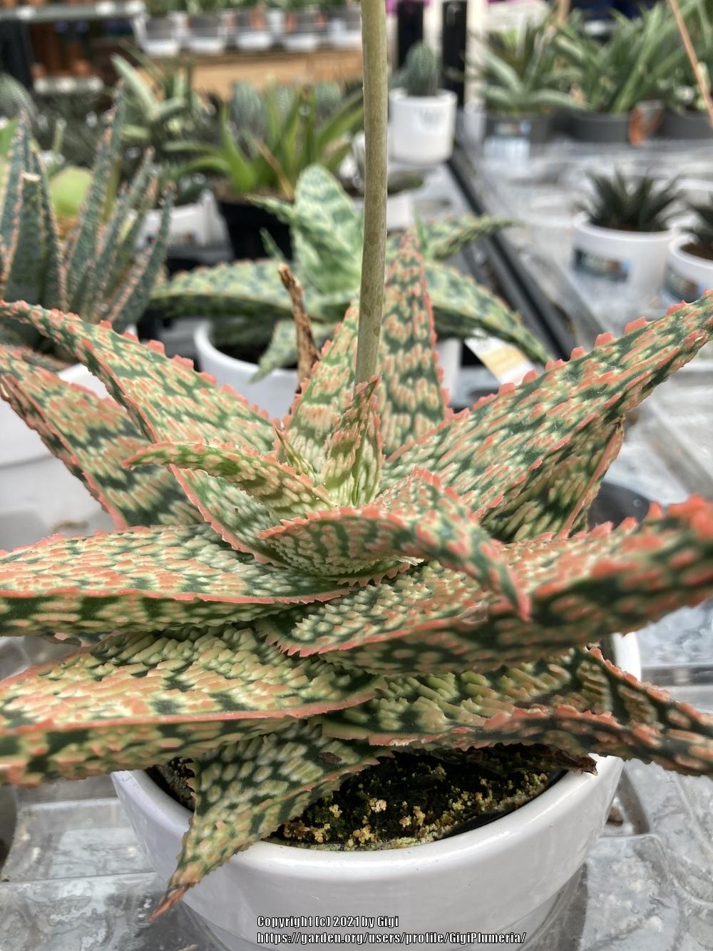 Photo of the entire plant of Aloe 'Firecracker' posted by GigiPlumeria